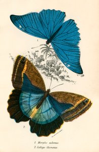 Schmetterlinge von English School