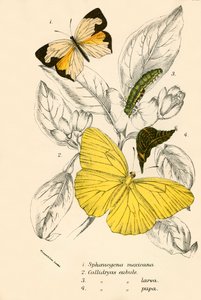 Schmetterlinge