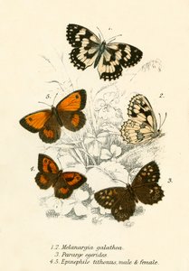 Schmetterlinge