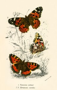 Schmetterlinge von English School