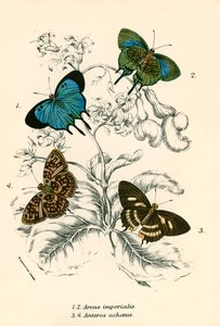 Schmetterlinge