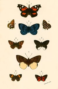 Schmetterlinge