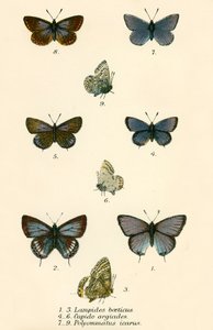 Schmetterlinge