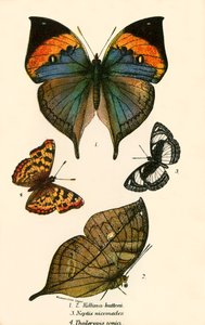 Schmetterlinge