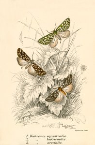 Schmetterlinge