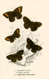 Schmetterlinge von English School