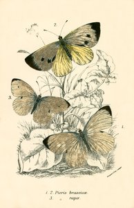 Schmetterlinge