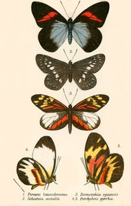 Schmetterlinge