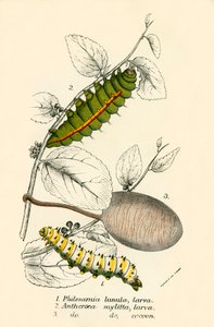 Schmetterlinge von English School