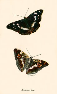 Schmetterlinge von English School
