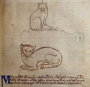 CCA-LitMs/D/10 fol. 11r Katze, aus Bestiarium