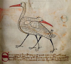 CCA-LitMs/D/10 fol. 15r Storch, aus Bestiarium