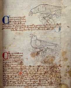 CCA-LitMs/D/10 fol. 20r Rabe und Krähe, aus Bestiarium