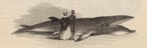 Walfang vor Deptford Pier: der Wal von English School