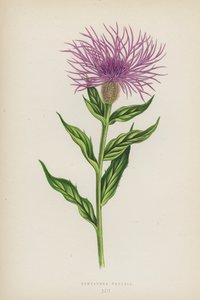 Centaurea Phrygia