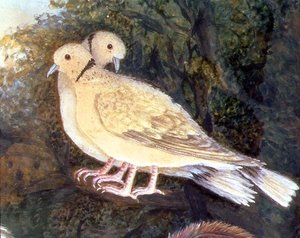 Hühner und Tauben in der Nähe eines Bauernhofs (Detail) von English School