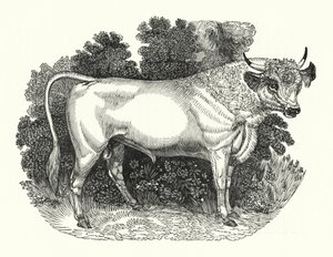 Chillingham Rinder