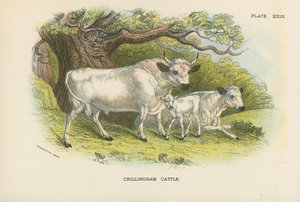 Chillingham-Rinder von English School
