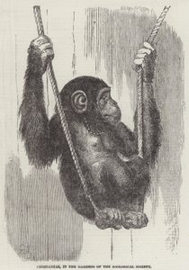 Schimpanse in den Gärten der Zoologischen Gesellschaft (Gravur)