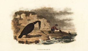 Chinesischer Mann beim Kormoranfischen am Ufer eines Sees