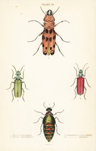 Cissites maculata 1, bunter Ölkäfer, Meloe variegatus 2, Spanische Fliege, Lytta vesicatoria 3, und Nuttalls Blasenkäfer, Lytta nuttalli 4 von English School