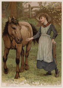 Clever Dobbin