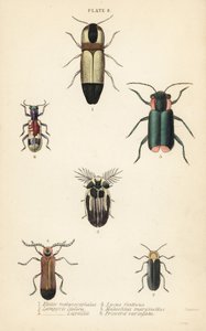 Schnellkäfer: Melanoxanthus melanocephalus, Luciola italica, Lampyris latreillii, Lycus festivus, Weichkäfer, Clanoptilus marginellus und Priocera variergata von English School