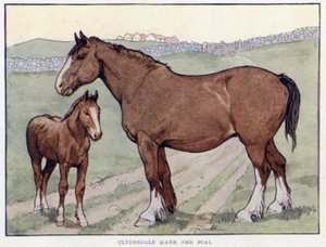 Clydesdale Stute und Fohlen