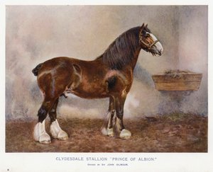 Clydesdale Hengst "Prince of Albion"