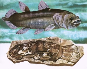 Coelacanth und sein Fossil