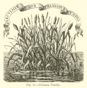Familie Colonna von English School