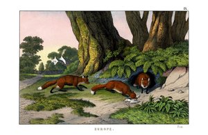 Gemeiner Fuchs