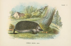 Gewöhnlicher Igel