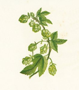 Gemeiner Hopfen, Humulus Lupulus von English School