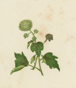 Gemeiner Efeu, Hedera Helix