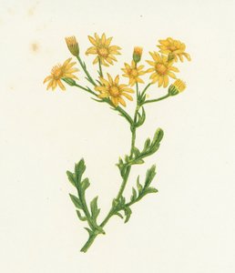 Jakobs-Greiskraut, Senecio Jacobaea von English School