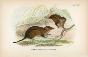 Gewöhnliches Dreistreifen-Opossum
