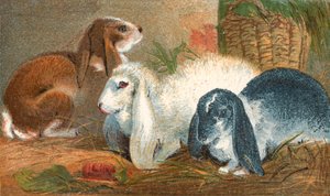 Gemeiner brauner Hase, weißer Angora-Hase und schwarz-weißer Langohren-Hase von English School