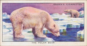 Schutzfarben, Tiere, Der Eisbär von English School