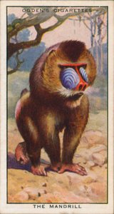 Balzfarben, Tiere, Der Mandrill von English School