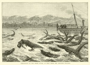 Krokodile am Shire-Fluss, gesehen vom Pionier-Dampfer