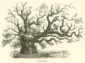 Crouch Oak von English School
