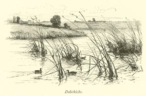 Zwergtaucher