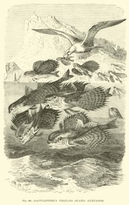 Dactylopterus Volitans, Fliegende Knurrhähne von English School