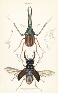 Darwins Käfer, Grants Hirschkäfer oder der chilenische Hirschkäfer, Chiasognathus grantii 1, und europäischer Hirschkäfer, Lucanus cervus 2 von English School