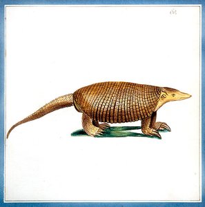 Dasypus-Gürteltier, ca. 1810