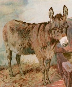 Lieber alter Neddy von English School