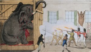 Zerstörung des edlen Elefanten bei Mr. Crosss Exeter Change, 1826 von English School