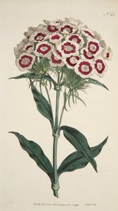Dianthus Barbatus Bartnelke, veröffentlicht 1792 handkolorierte Gravur von English School