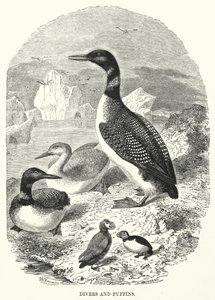 Taucher und Papageientaucher (Gravur)
